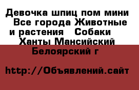 Девочка шпиц пом мини - Все города Животные и растения » Собаки   . Ханты-Мансийский,Белоярский г.